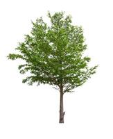 single tree isolated on white background with clipping path photo