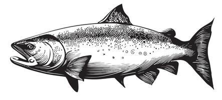 salmón pescado bosquejo mano dibujado en garabatear estilo ilustración vector