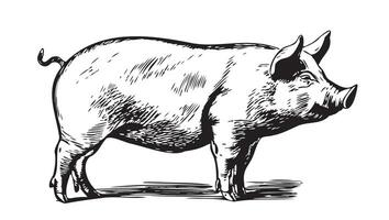 Cute Pig in graphic style Farming and animal husbandry illustration vector