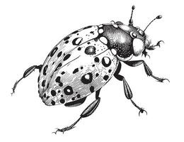 mariquita insecto mano dibujado bosquejo en garabatear estilo ilustración vector