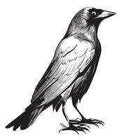 Crow bird hand drawn sketch in doodle Halloween style illustration vector