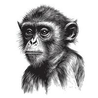 Cute monkey hand drawn sketch Wild animals illustration vector