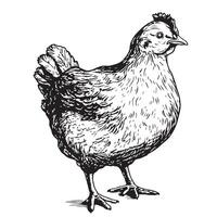 linda granja pollo gallina mano dibujado bosquejo ilustración vector