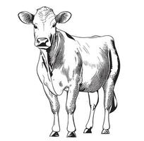 vaca bosquejo mano dibujado grabado estilo dibujos animados ilustración vector