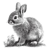 pequeño conejito cachorro en flores mano dibujado bosquejo granja animales ilustración vector