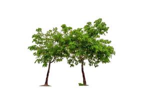 Two plants two tree with perennial green leaves isolated on white background. photo