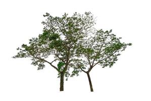 Trees isolated on white background photo