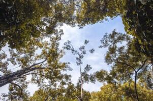 un ver desde el fondo de un grande árbol en el bosque. foto