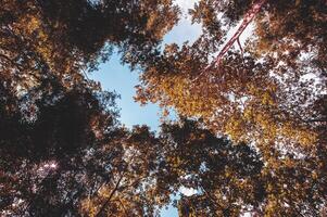 un ver desde el fondo de un grande árbol en el bosque. foto