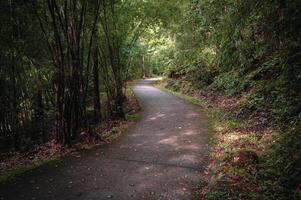 A concrete cement road surrounded by forests and lush greenery. photo