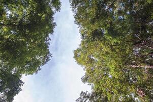 un ver desde el fondo de un grande árbol en el bosque. foto