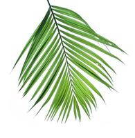 Green leaf branch of palm tree isolated on white background. photo