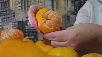 pellen mandarijnen voor de nieuw jaar, een vrouw in pyjama, detailopname, handen schillen een heerlijk sappig citrus fruit tegen de achtergrond van donker en geel behang vakantie eetlust vitamine c video