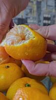 verticale peeling mandarini per il nuovo anno, un' donna nel pigiama, avvicinamento, mani bucce un' delizioso succoso agrume frutta contro il sfondo di buio e giallo sfondo vacanza appetito vitamina c video