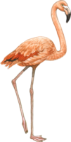 flamingo waterverf dier hand- verf realistisch dier png