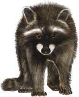 Raccoon watercolor animal hand paint realistic animal png