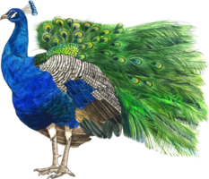 pavão aguarela animal mão pintura realista animal png