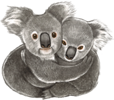 koala Björn vattenfärg djur- hand måla realistisk djur- png