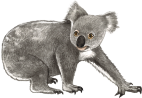 coala Urso aguarela animal mão pintura realista animal png