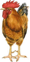 pollo acuarela animal mano pintar realista animal png