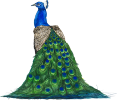 Pfau Aquarell Tier Hand Farbe realistisch Tier png