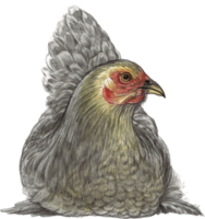 kyckling vattenfärg djur- hand måla realistisk djur- png