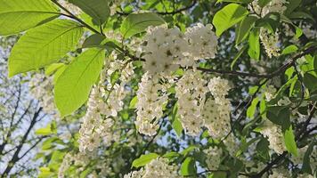 detailopname van wit kers prunus padus, bekend net zo Mayday boom bloemen zwaaiend in de wind. zacht focus. handheld . schoonheid in natuur. video