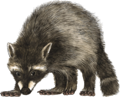 Raccoon watercolor animal hand paint realistic animal png