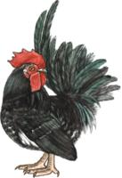 pollo acuarela animal mano pintar realista animal png