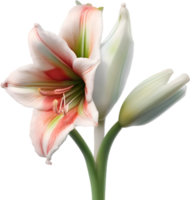 amaryllis clip art. een schattig amaryllis bloem icoon. ai-gegenereerd. png