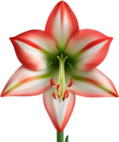 Amaryllis Clip Art. ein süß Amaryllis Blume Symbol. KI-generiert. png