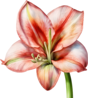 Amaryllis Clip Art. ein süß Amaryllis Blume Symbol. KI-generiert. png