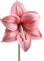 amaryllis clipart. une mignonne amaryllis fleur icône. ai-généré. png