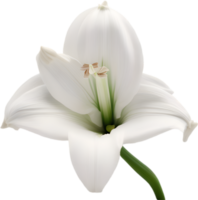 Amaryllis clipart. A cute Amaryllis flower icon. AI-Generated. png