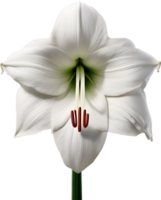 amaryllis clip art. een schattig amaryllis bloem icoon. ai-gegenereerd. png