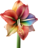 amaryllis clip art. een schattig amaryllis bloem icoon. ai-gegenereerd. png