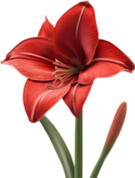 amaryllis clipart. uma fofa amaryllis flor ícone. gerado por ai. png