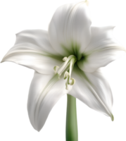 amaryllis clipart. uma fofa amaryllis flor ícone. gerado por ai. png