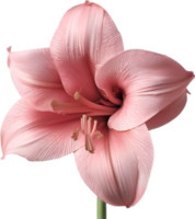 amaryllis clip art. een schattig amaryllis bloem icoon. ai-gegenereerd. png