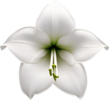 Amaryllis Clip Art. ein süß Amaryllis Blume Symbol. KI-generiert. png
