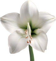 amaryllis clipart. uma fofa amaryllis flor ícone. gerado por ai. png