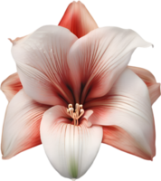 amaryllis clipart. une mignonne amaryllis fleur icône. ai-généré. png