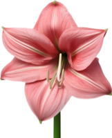 Amaryllis Clip Art. ein süß Amaryllis Blume Symbol. KI-generiert. png