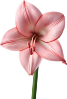 Amaryllis clipart. A cute Amaryllis flower icon. AI-Generated. png