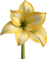 amaryllis clip art. een schattig amaryllis bloem icoon. ai-gegenereerd. png