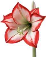 amaryllis clipart. uma fofa amaryllis flor ícone. gerado por ai. png