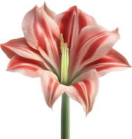 Amaryllis clipart. A cute Amaryllis flower icon. AI-Generated. png