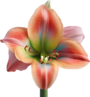 Amaryllis clipart. A cute Amaryllis flower icon. AI-Generated. png