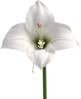 amaryllis clipart. une mignonne amaryllis fleur icône. ai-généré. png