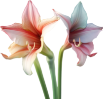 amaryllis clipart. une mignonne amaryllis fleur icône. ai-généré. png